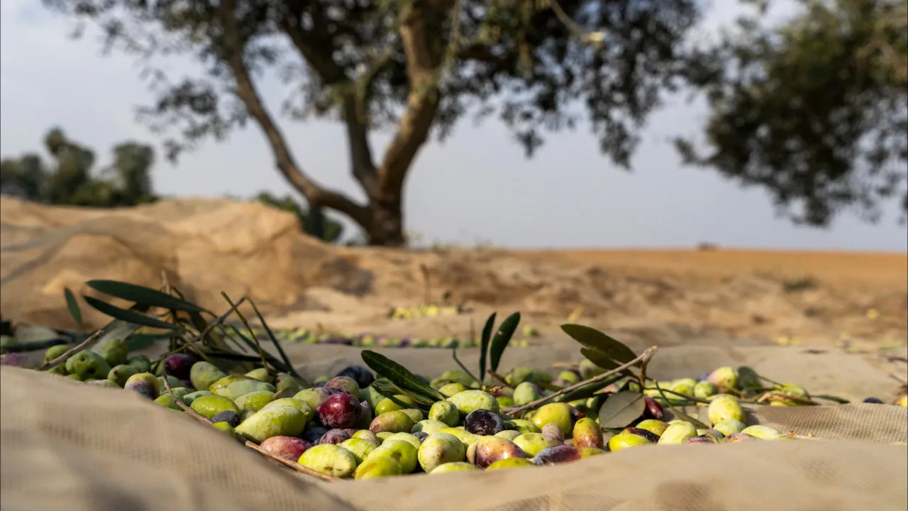 Produção de azeite em 2024 com campanha mais produtiva de