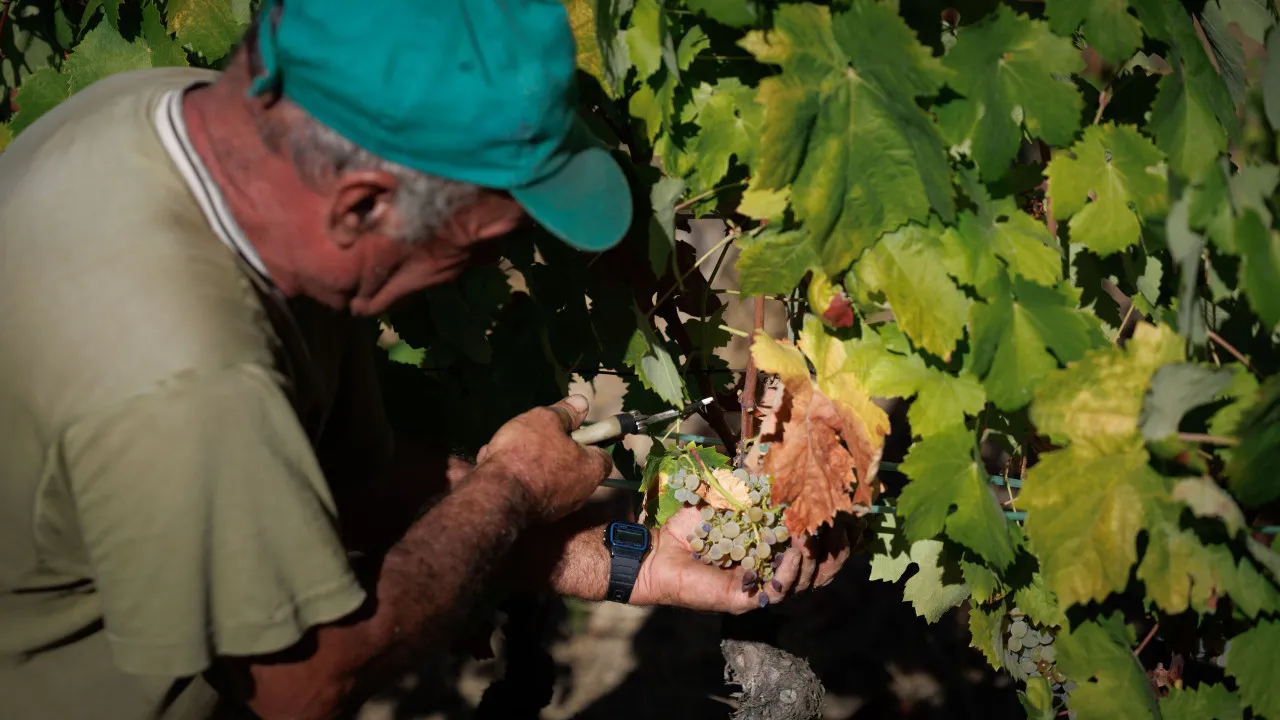 Produção de vinho no Douro poderá diminuir 20% nesta vindima