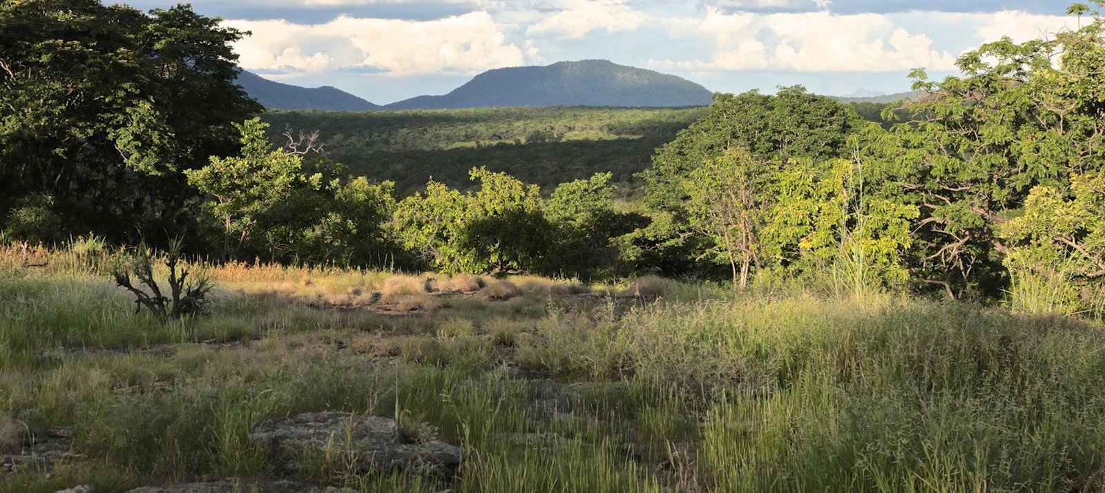 Sector Florestal Gera 22 Mil Empregos, Mas "Precariedade"