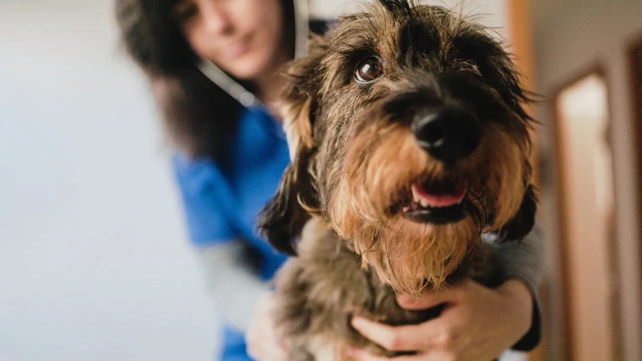 Tem o seu animal doente? Entenda se a falta é (ou não)