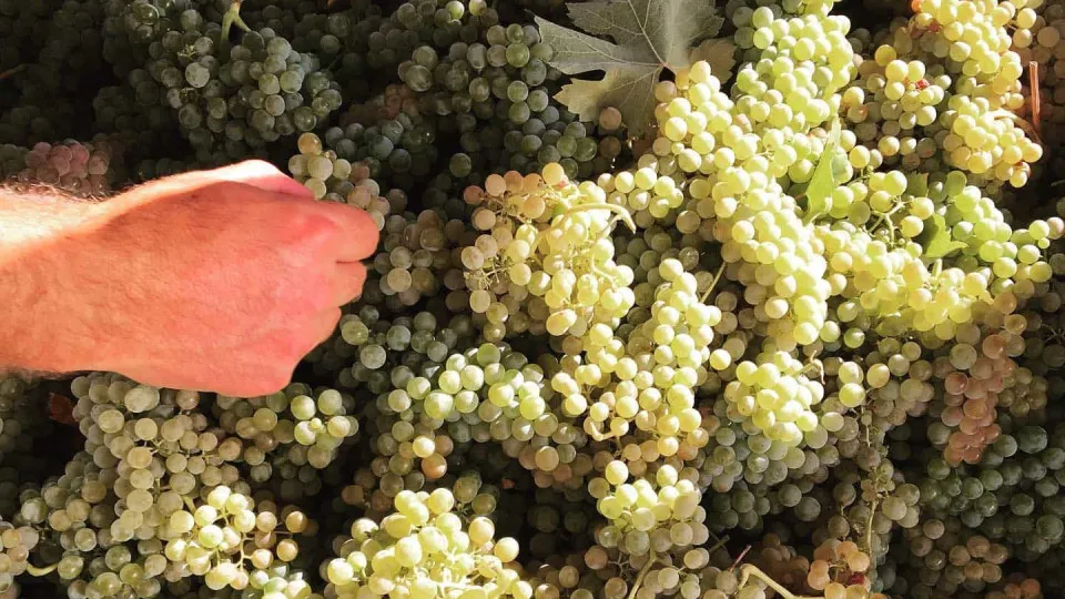 ASAE e Vinhos Verdes, do Douro e do Porto controlam