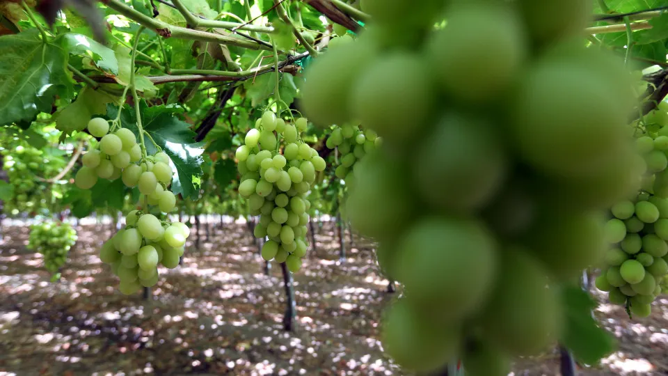 Alentejo "em choque" com apoio do Governo a viticultores do