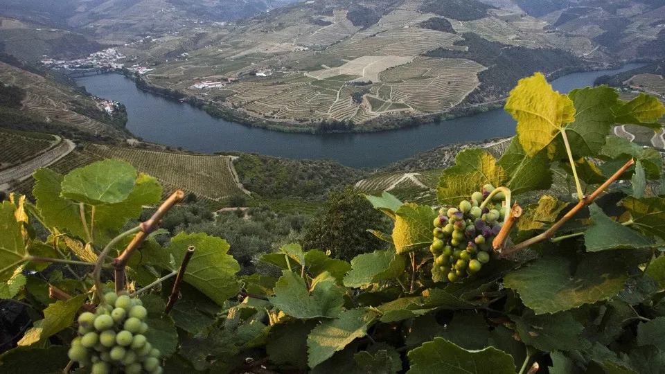 Apoio à uva para destilação? Casa do Douro espera rápida