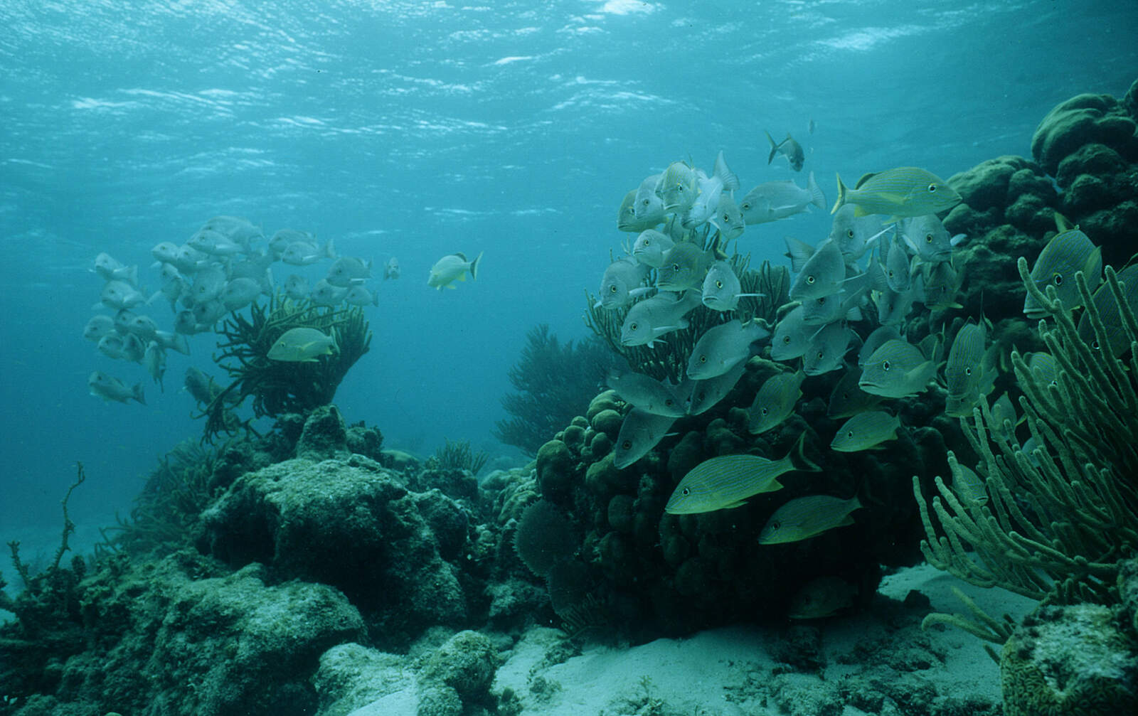 BIOFUND Anuncia a 3.ª Conferência da Biodiversidade Marinha
