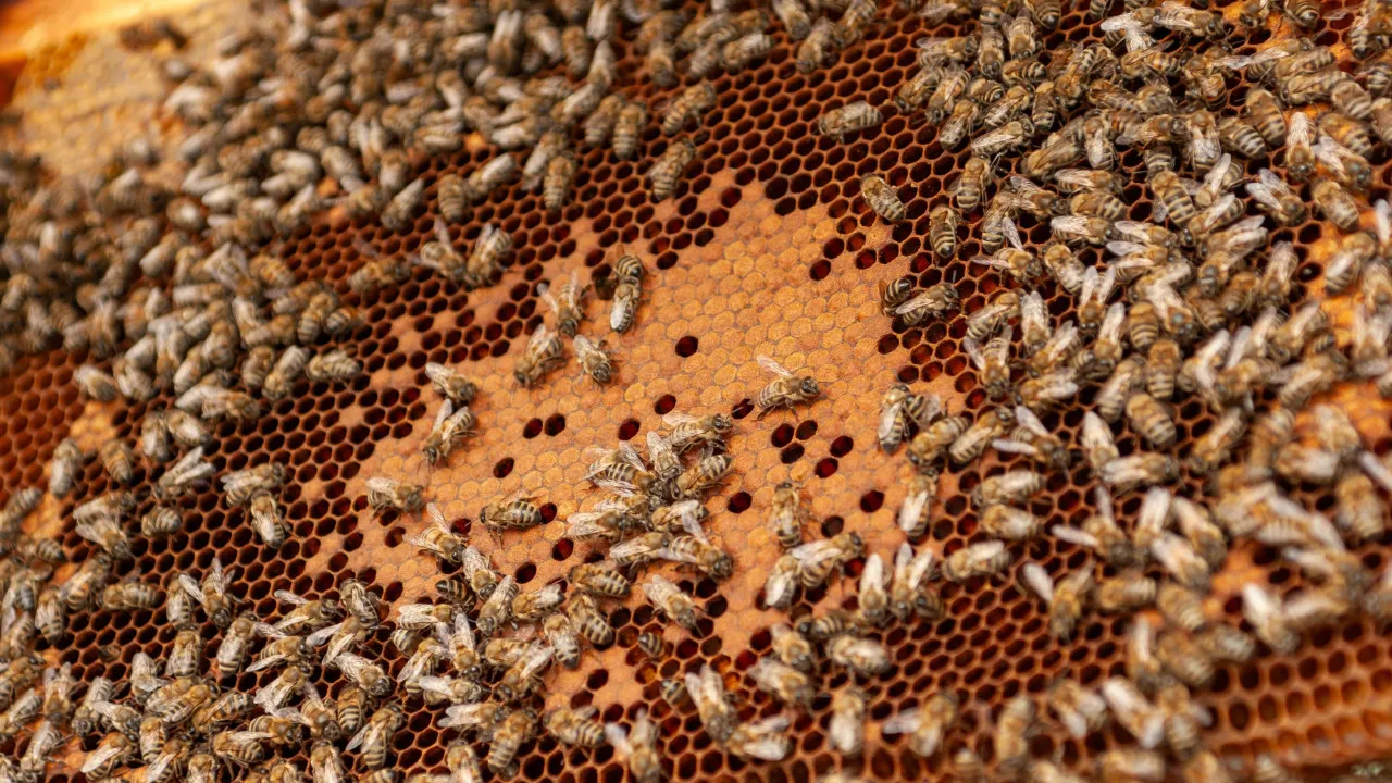 Cerca de 60% dos associados da Lousãmel foram afetados pelos