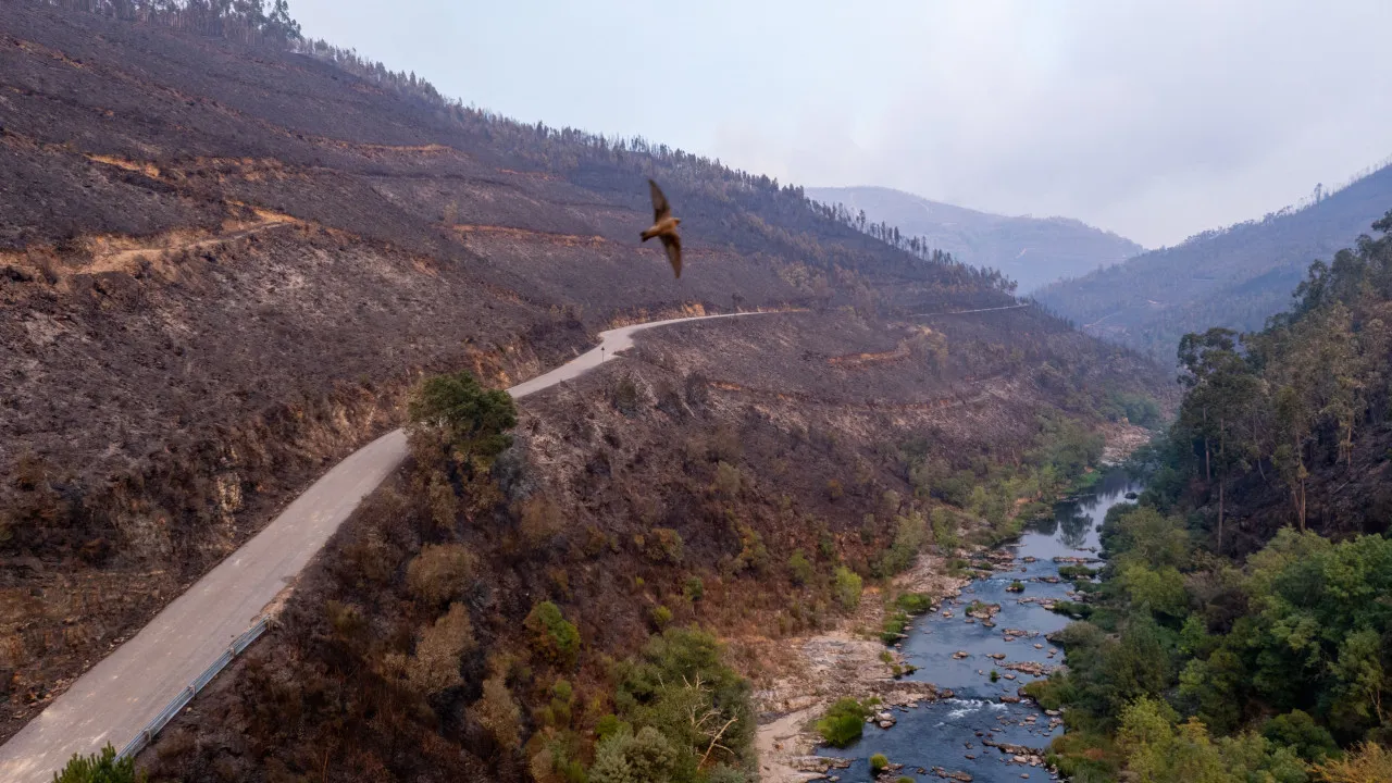 Cinco formas de ajudar regiões afetadas pelos fogos a