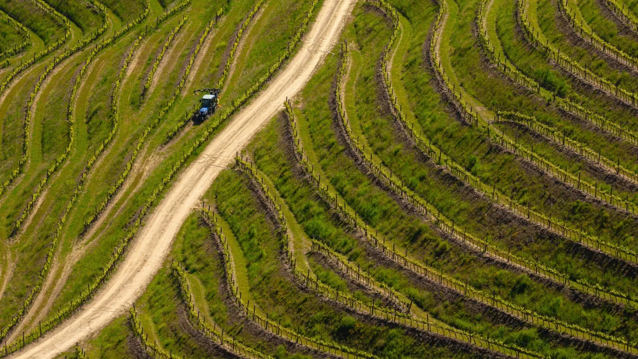 Douro. À porta da vindima produtores pedem que Governo