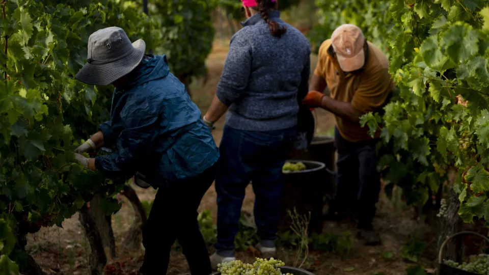 Douro em vindima com perspetiva de quebra na colheita e boa