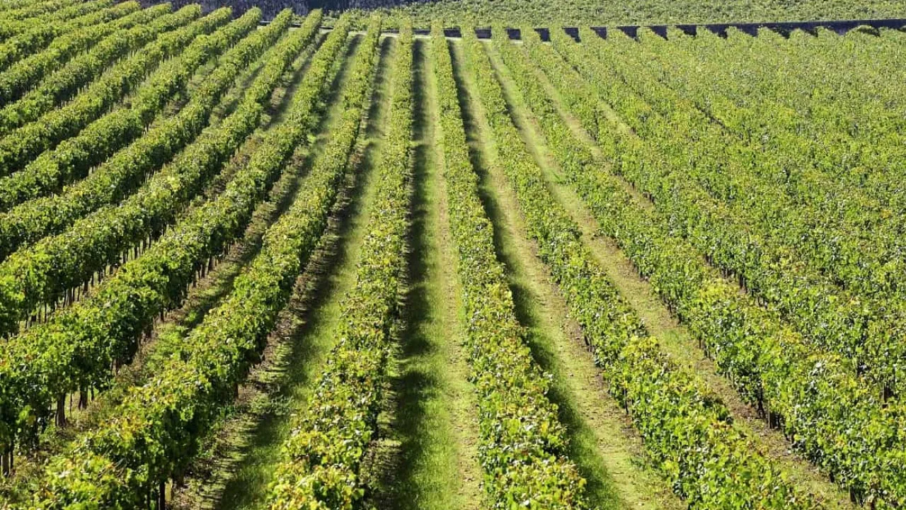 Exportações de vinho recuam 0,48% para 454,2 milhões no 1.º