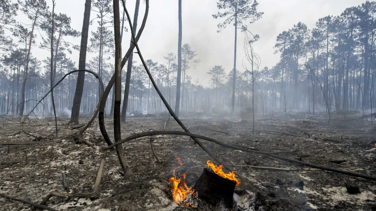 Incêndios. Criadas linhas de apoio às empresas e valorização