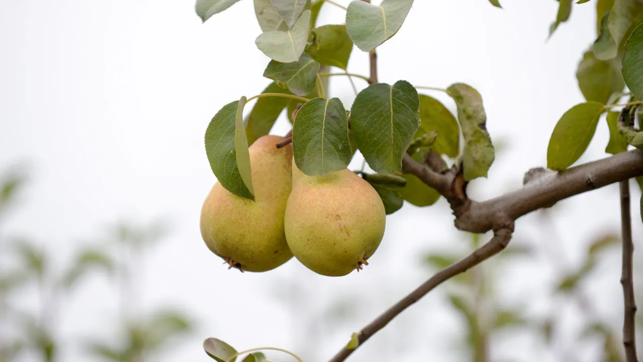 Produtores de pera rocha do Oeste estimam colheita