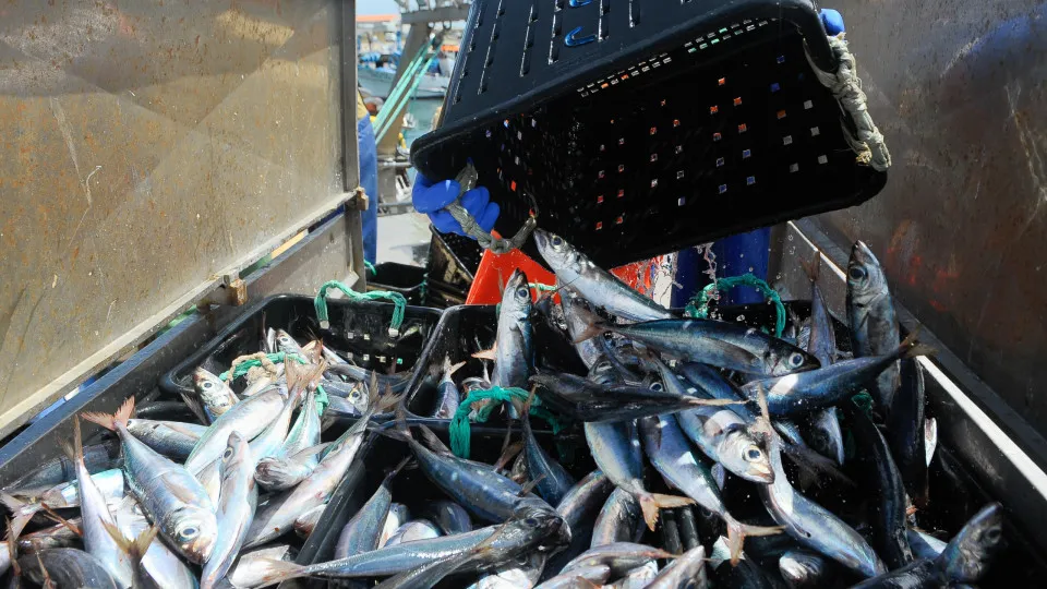 Bruxelas propõe redução de 5% na pesca do carapau em águas