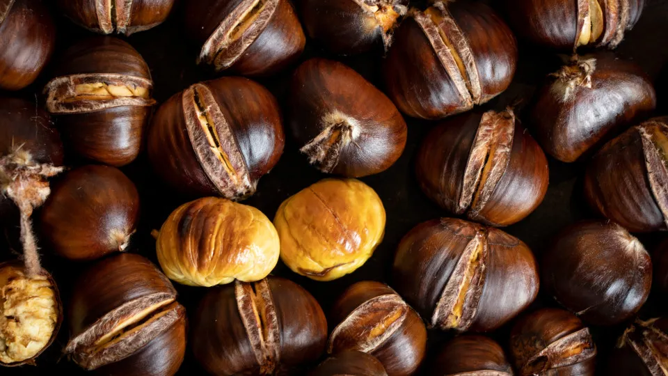 Castanha pequena mas com qualidade. Produtores preveem