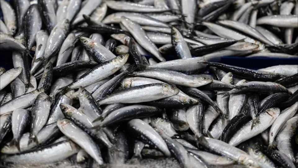 Sardinha recupera e descargas atingem 32.000 toneladas