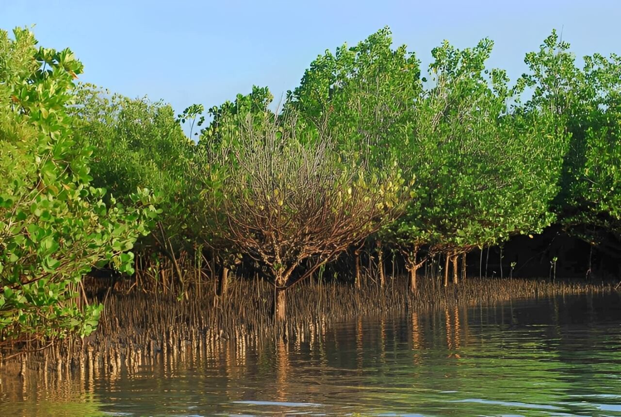 Empresa Moçambicana Lidera Restauração de Ecossistemas