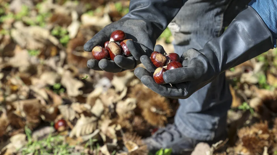 Incêndios e seca provocam quebra de 75% na produção da