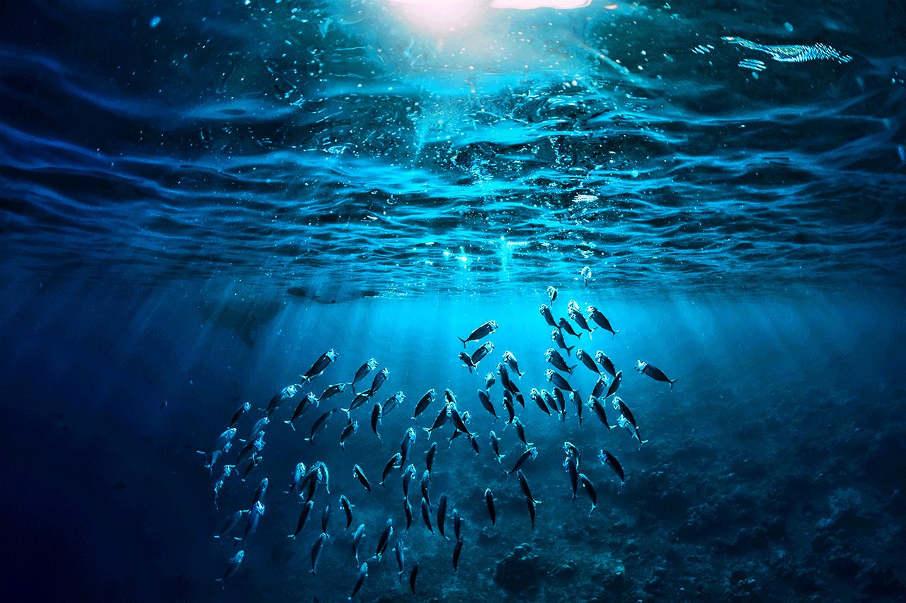 ProAzul Precisa de 900 M$ Para Financiar Projectos no Sector