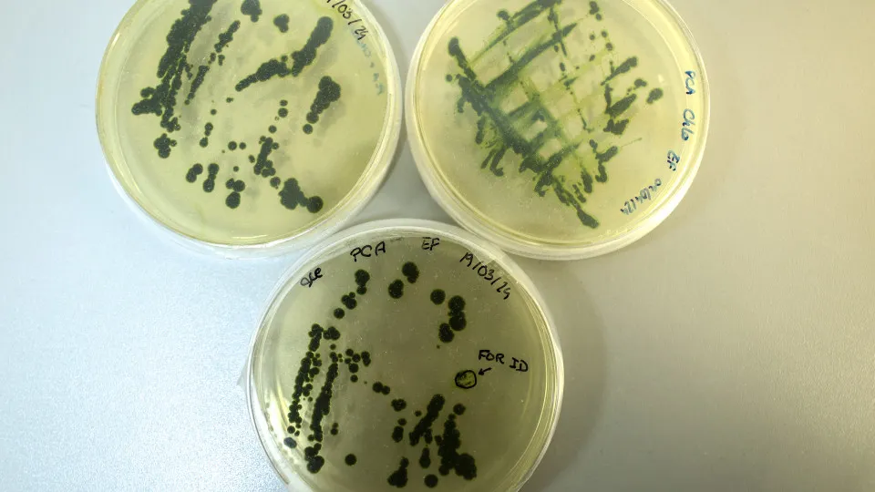 Produtoras nacionais de microalgas procuram melhorar