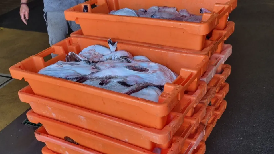 Quota esgotada: Pesca do tamboril proibida a partir de