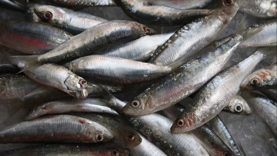 Pesca da sardinha fecha amanhã e reabre em 2026