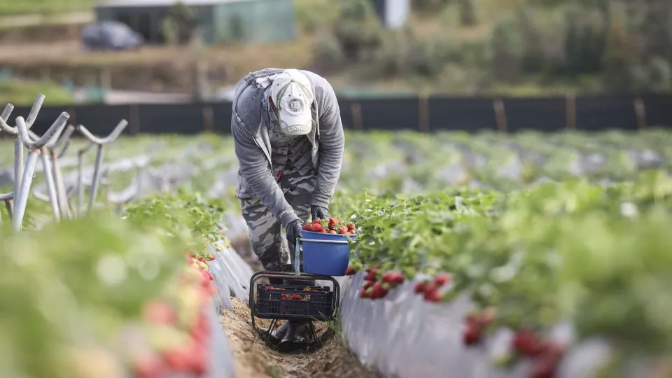 Rendimento agrícola cai 10,7% em 2025 devido à redução dos