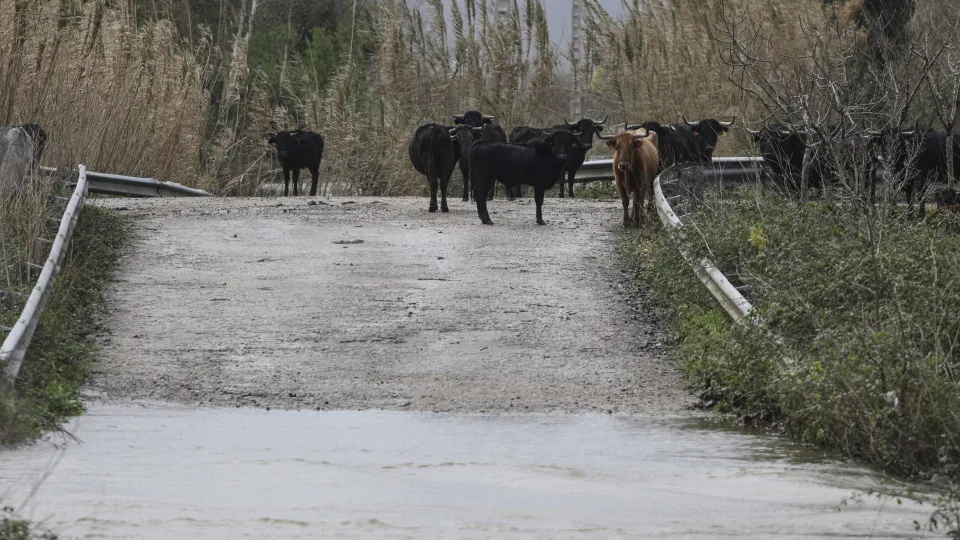 Agricultores com 1.695 declarações de prejuízo a Norte, 70%