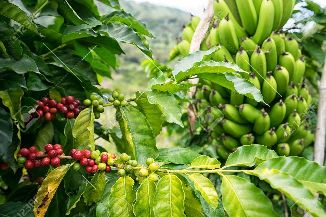 BANANA E CAFÉ: Guijá perde produção e diverso equipamento