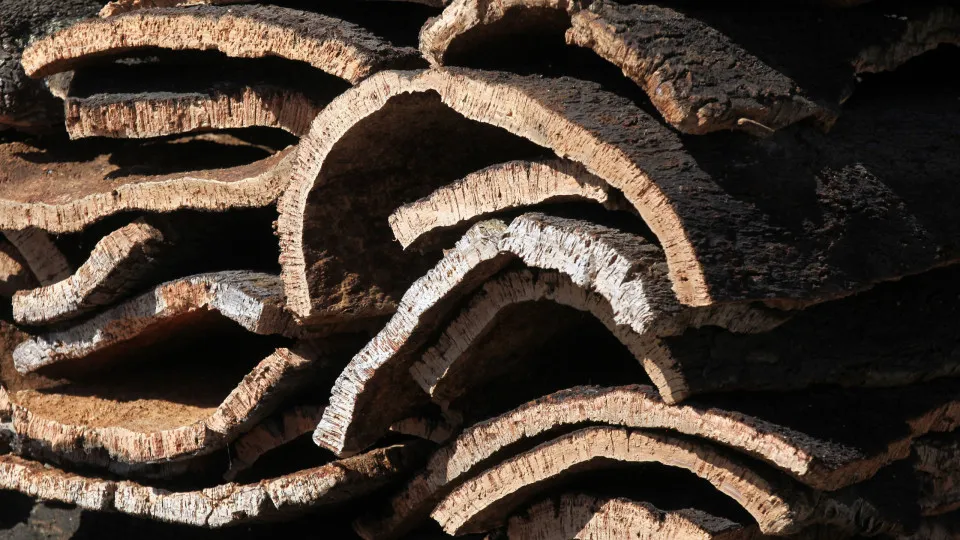 Lucro da Corticeira Amorim cai 20,3% para 55,6 milhões em