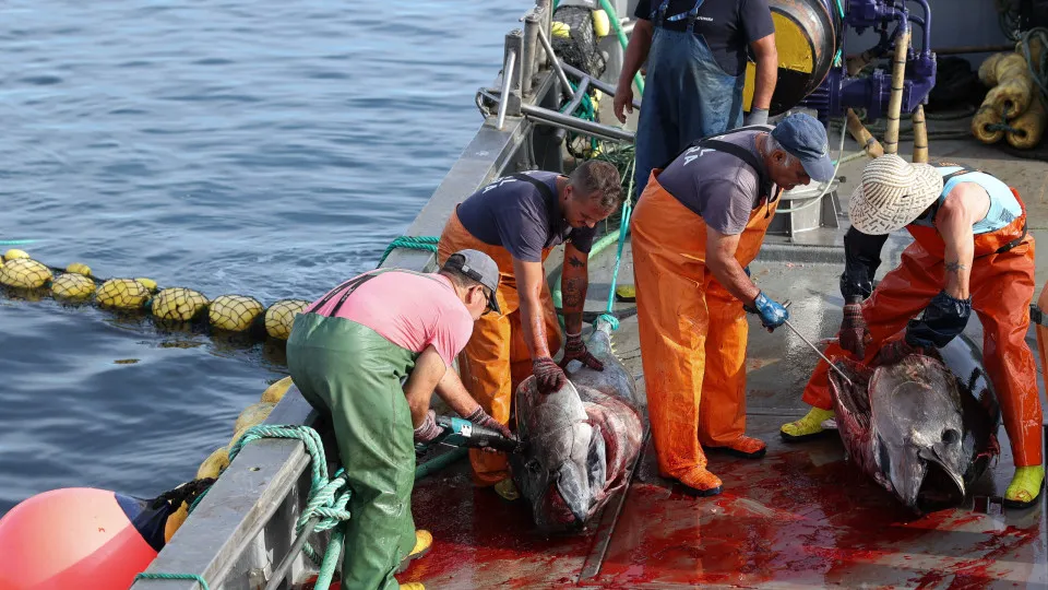 Quota de pesca do atum-rabilho aumenta 21% em 2026