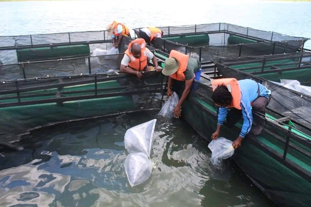 Reforçada produção de peixe em Chipalapala