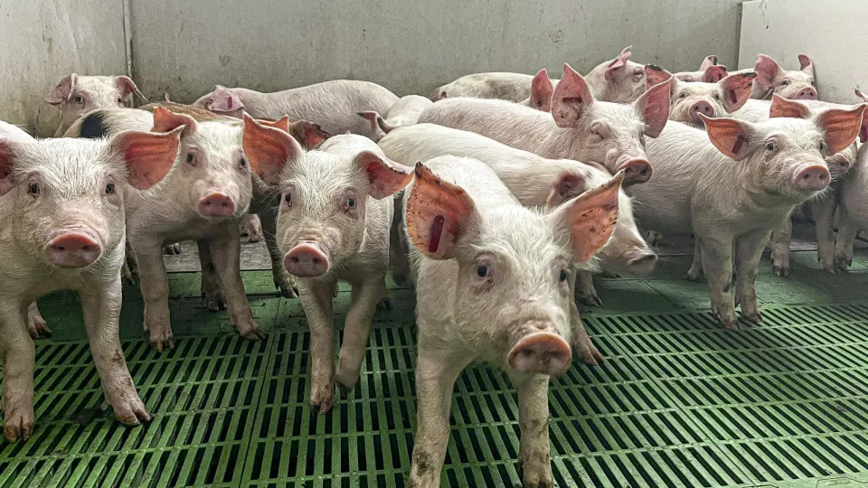 Suinicultores apontam "maior crise de sempre" e pedem apoios