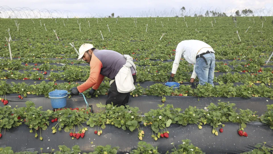 Agricultura perdeu 210.000 trabalhadores nos últimos 30 anos