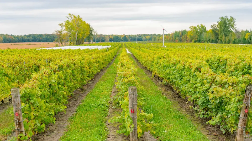 Governo fixa máximo de novas plantações de vinhas em 616