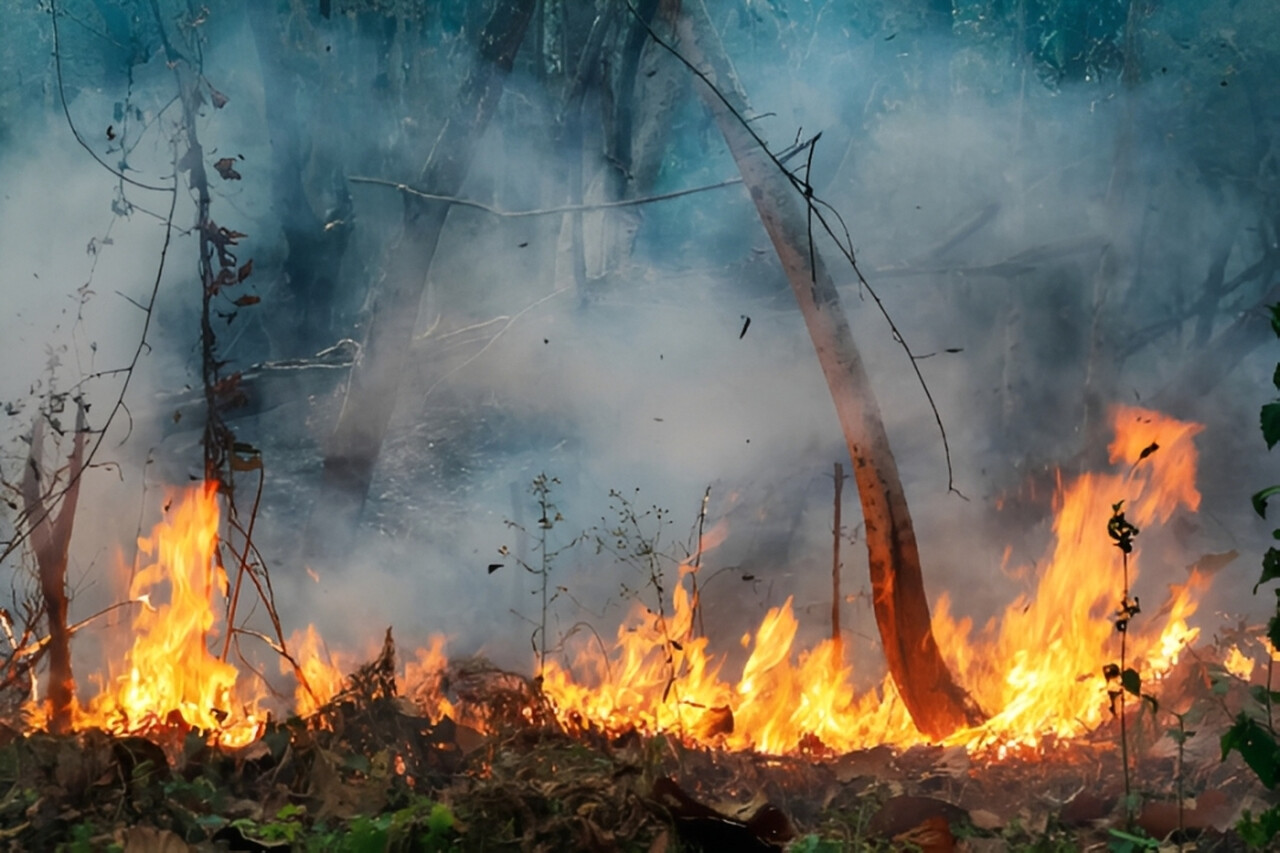 Moçambique Perdeu Mais de 260 Mil Hectares de Florestas Nas