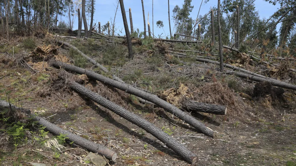 Medidas do PTRR para a floresta a médio prazo totalizam 660