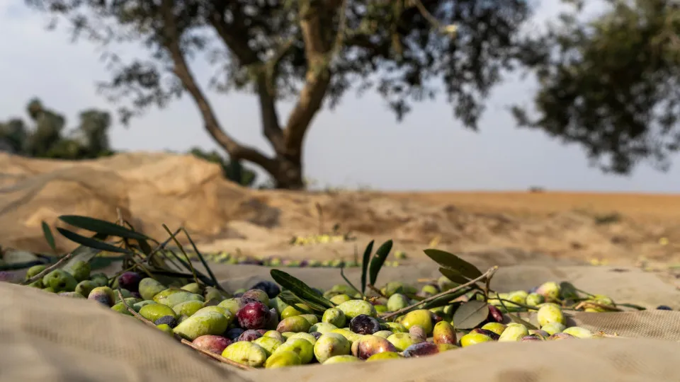 Produção de azeite no Alentejo deverá cair para 160 mil
