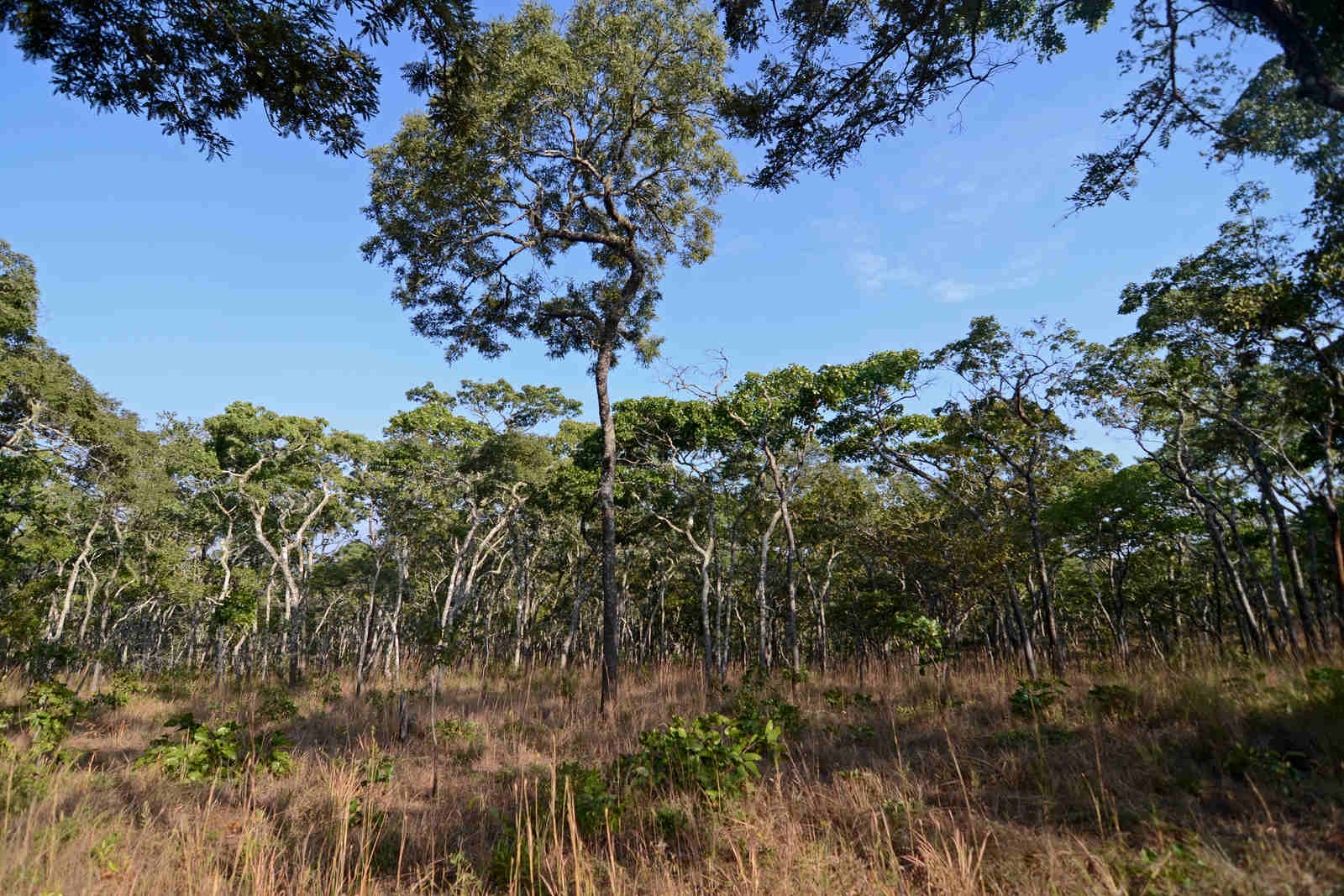Brasil Apoia Projectos de Restauração Florestal e Gestão
