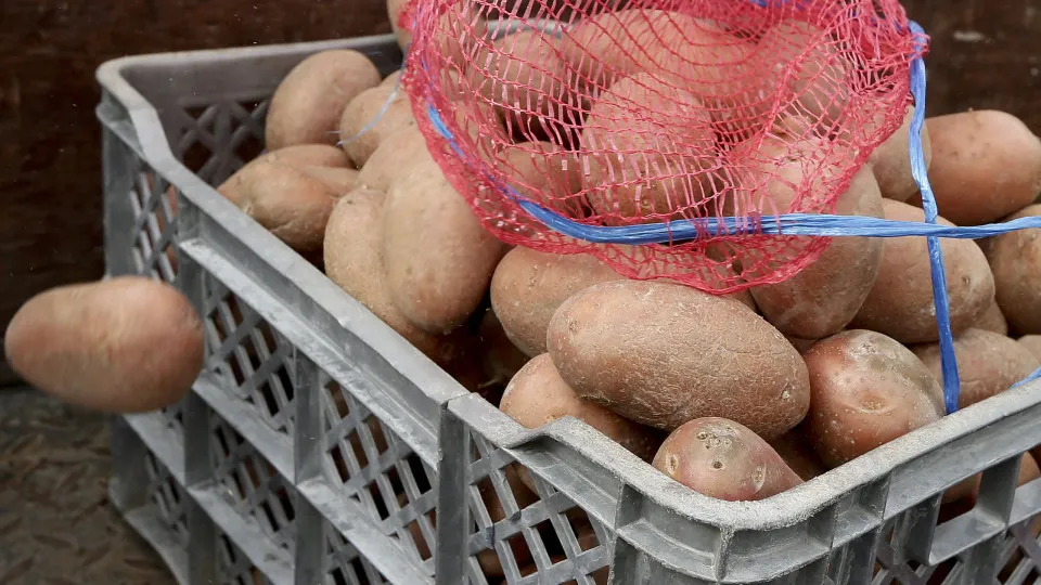 Cada português comeu quase 95 kg de batata em 2025