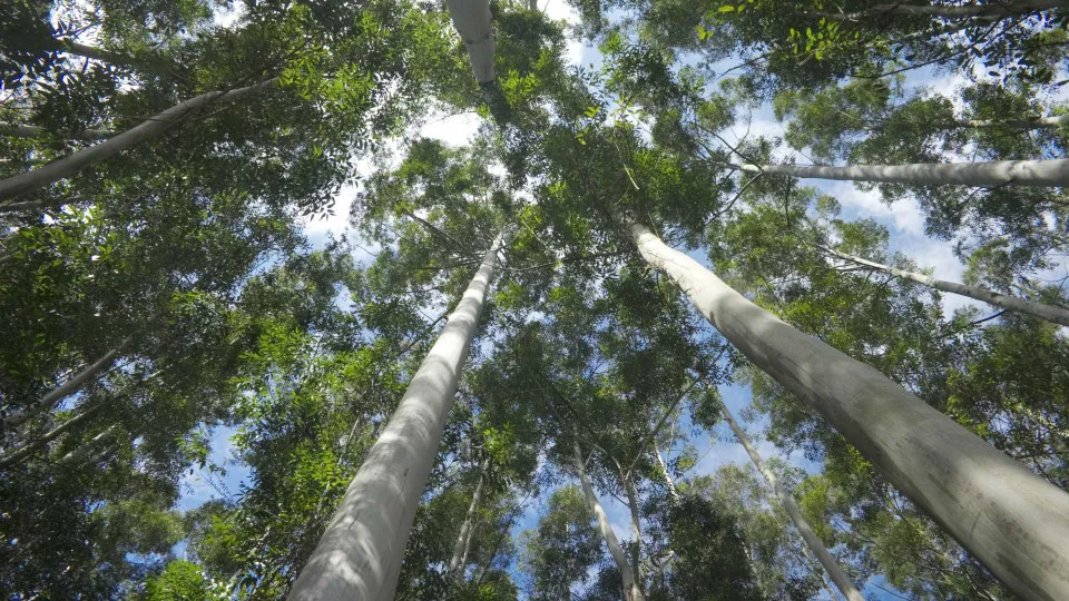 Execução das áreas de gestão de paisagem a diferentes