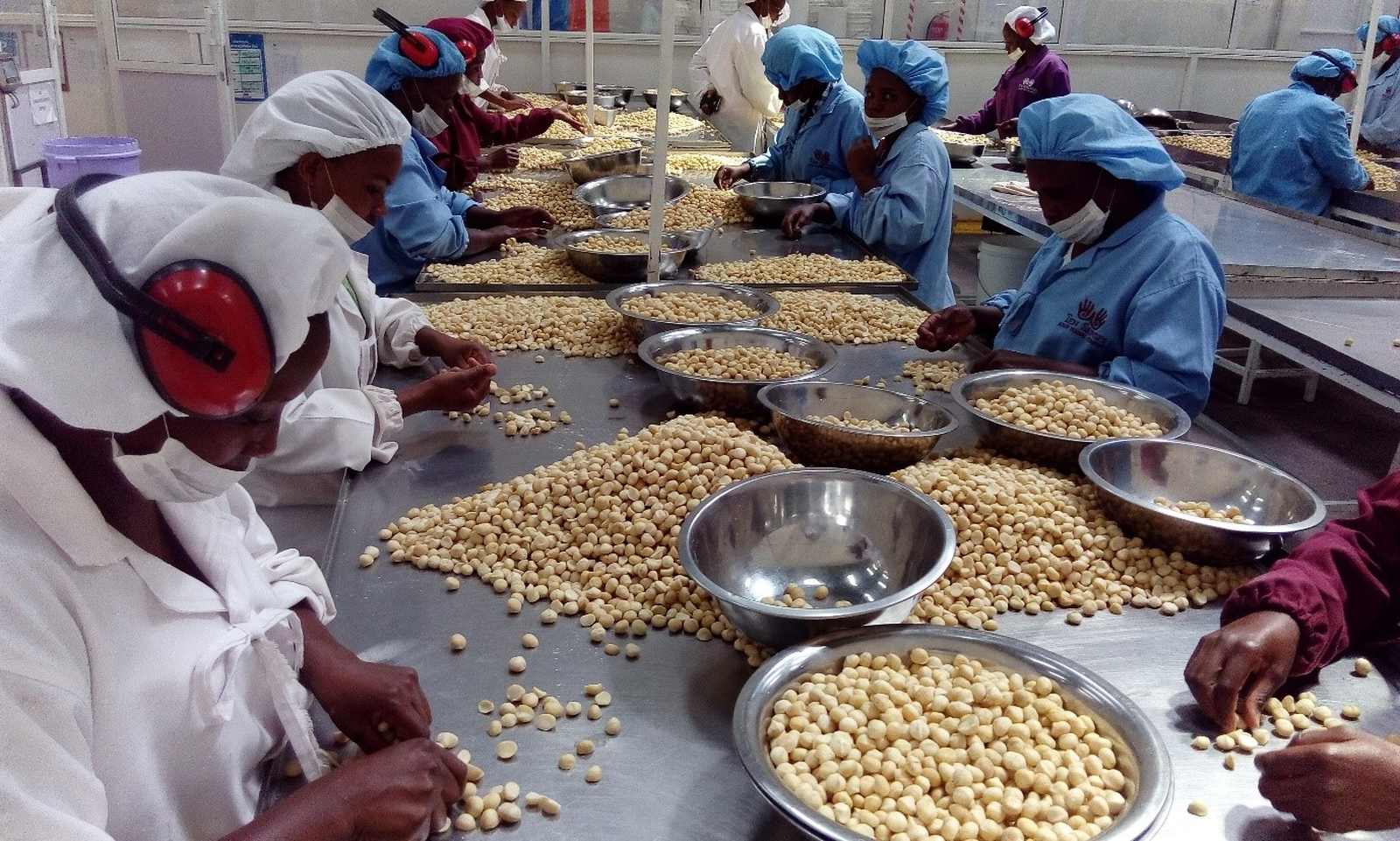 Exportação de macadâmia pode render 70 milhões à província