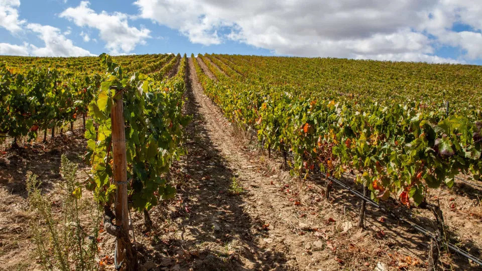 Exportação de vinho recua 6% até março para 204 milhões de