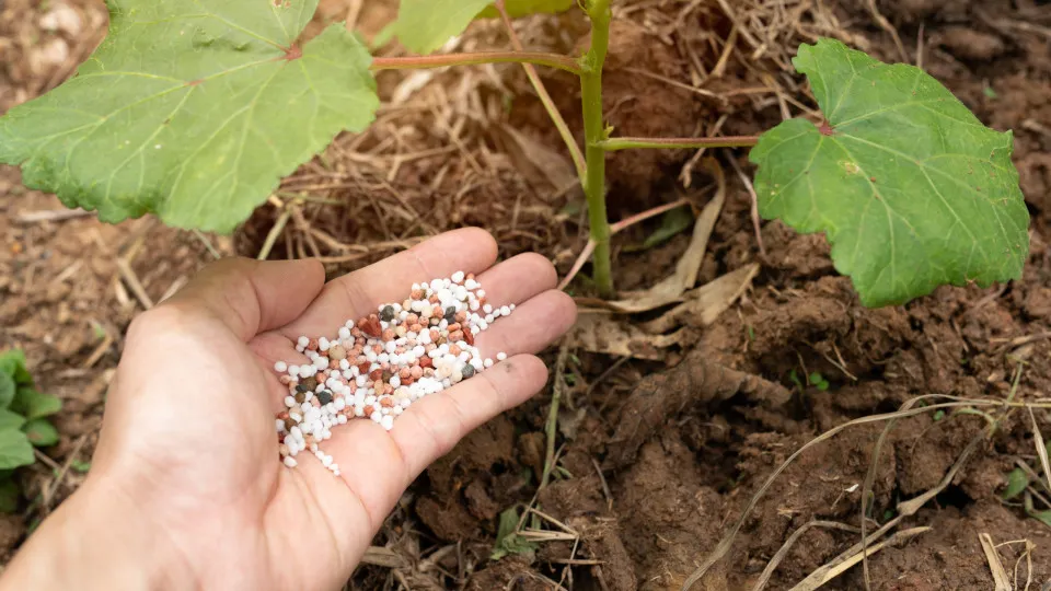 Horticultores de Varzim alertam para impacto no preço de