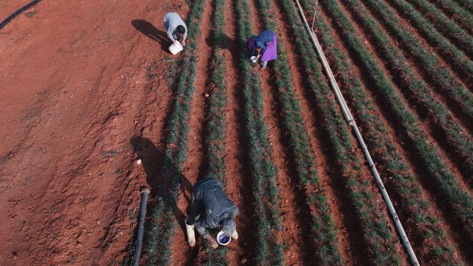 Irão: Preço dos produtos agrícolas base pode subir 8,5% em