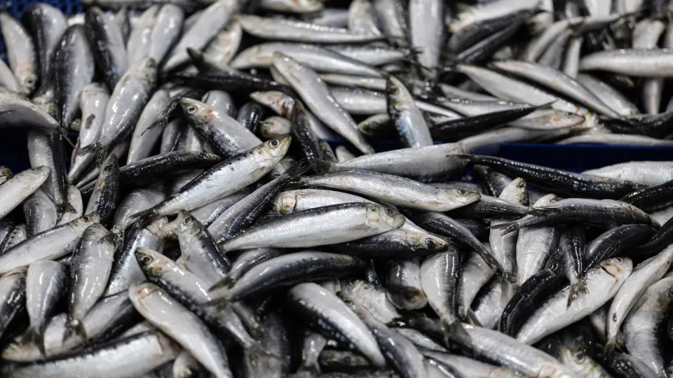 Pesca da sardinha reabre hoje (após quase cinco meses
