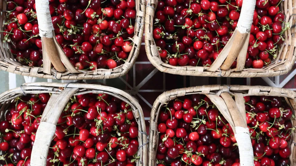 Produtores de Resende querem fábrica para aproveitar cereja