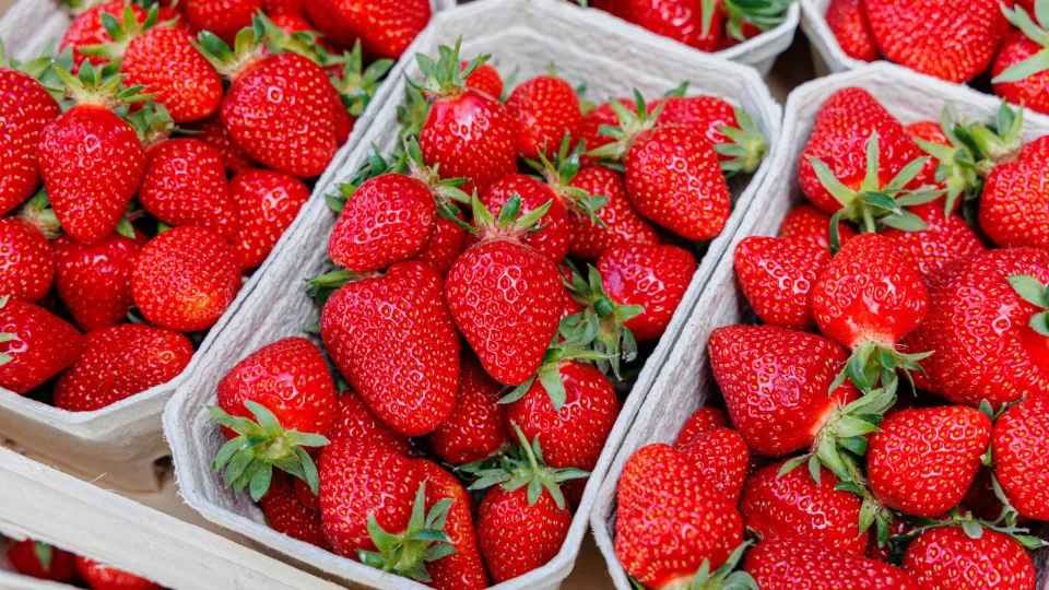 Produtores temem que chuva afete produção de morango de São