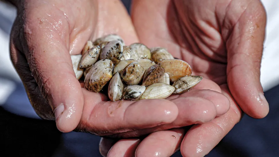 Novas regras para a apanha de bivalves entram hoje em vigor